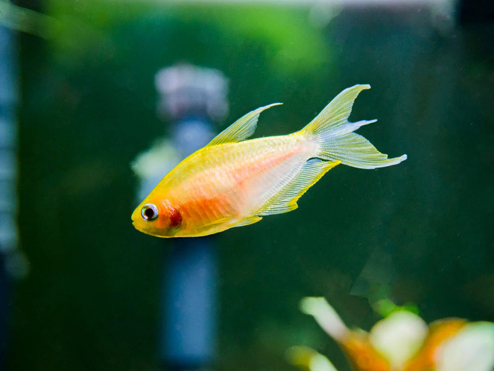 Purple Emperor Tetra Tetra