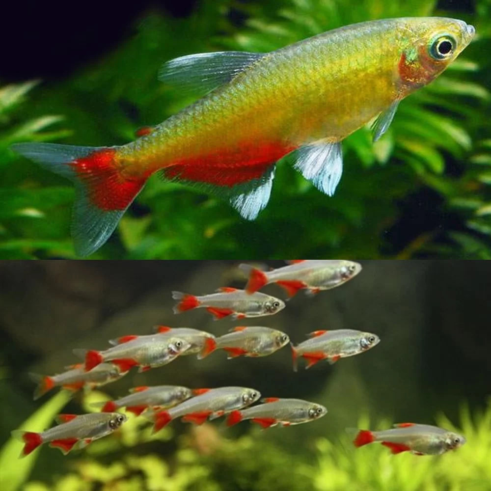 Rathbuni Tetra Tetra
