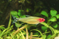 Rummy Nose Tetra Tetra