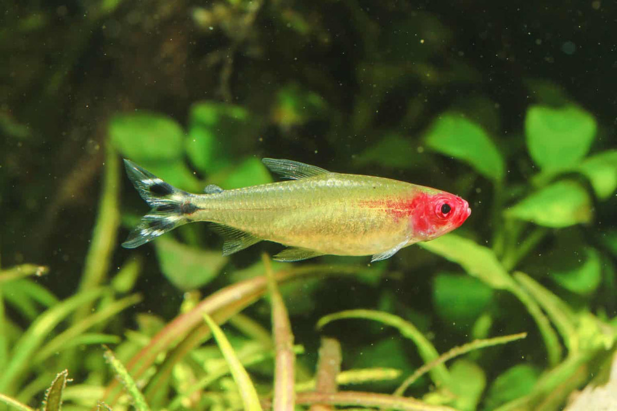 Rummy Nose Tetra Tetra