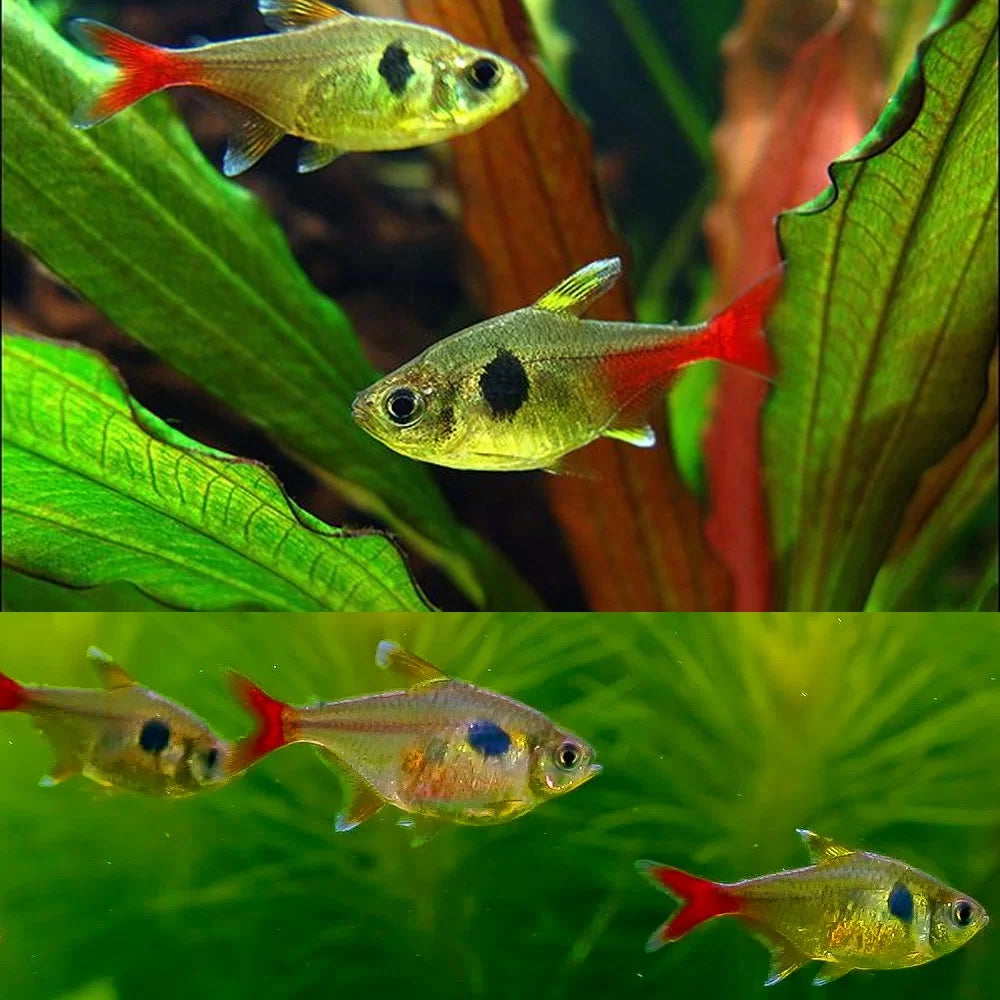 Yellow Phantom Tetra Tetra