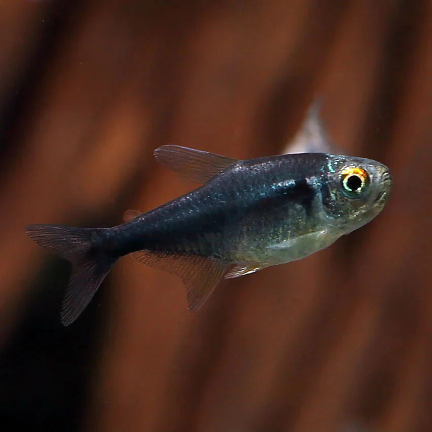 Black Diamond Neon Tetra