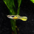 Tiger Endler (Male Only)
