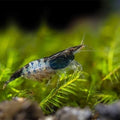 Black Rilli Shrimp